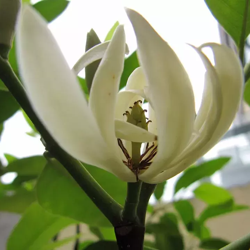 兰花香精